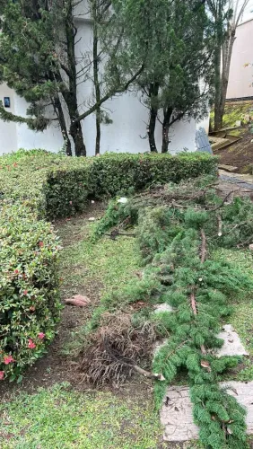 Jardinagem