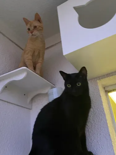 Doação responsável - Gato adulto 