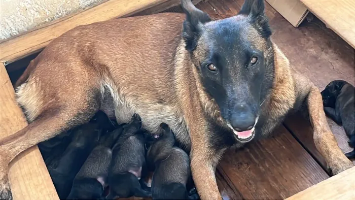 Pastor Belga Malinois