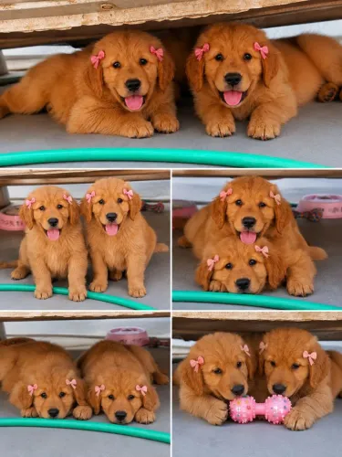 Filhote fêmea Golden Retriever