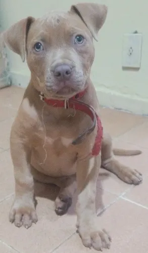 Pit Monster 