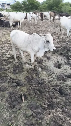 Animal