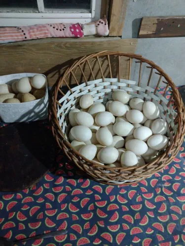 Ovos
