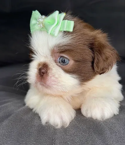 Shitzu Macho Micro- Olhos Verdes- Pedigree CBKC opc.
