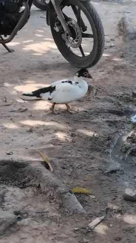 Pato