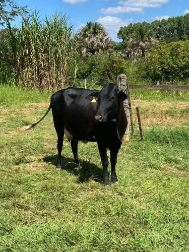 Vaca leiteira 