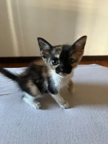 Gata para adoção 