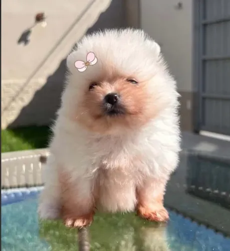 Spitz alemão