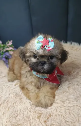 Shih-Tzu Fêmea Vacinada 