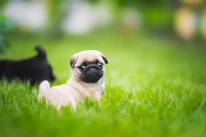 ? APAIXONE-SE POR ESSE PUG! ?