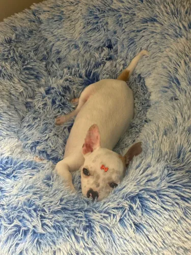 Chihuahua pelo curto