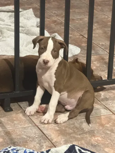 Pitbull filhote macho