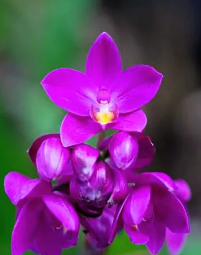 Mudas de Orquídeas com cheiro de uva