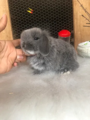 Coelho mini lop uruguaio - a raça mais dócil de mini coelho
