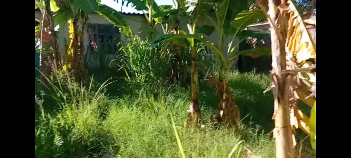 Limpeza de terreno,jardinagem etc...