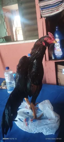 Frangos