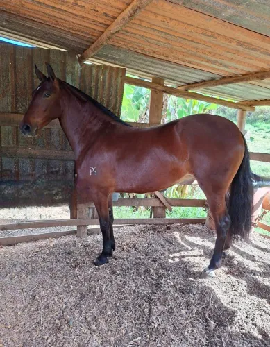 Potra Mangalarga Top
