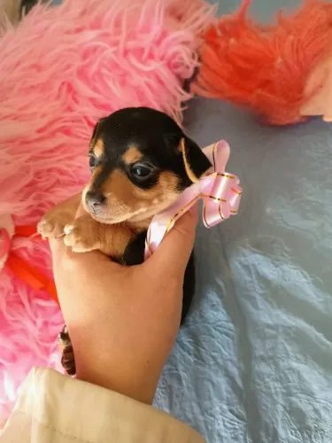 Cachorro puro