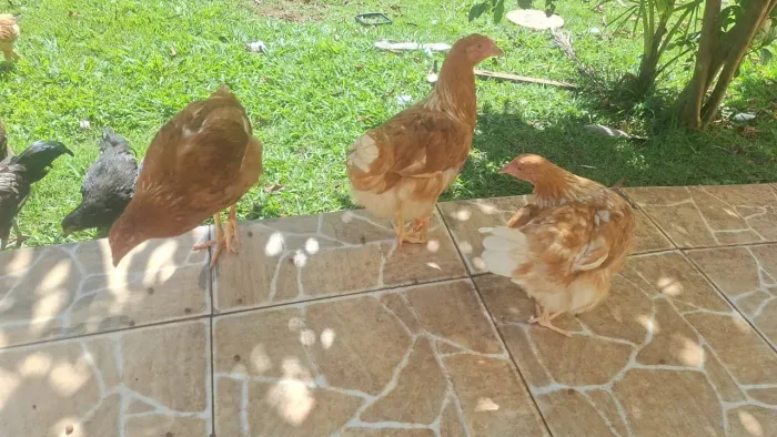 Galinha Embrapa 51