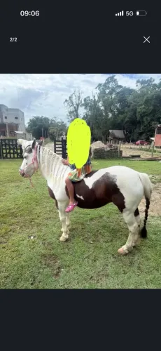 Petiça abaixo do preço