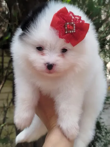 Spitz Fêmea Branco e Preto