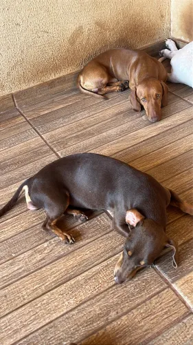 Machinho salsicha em troca de 2 sacos de ração