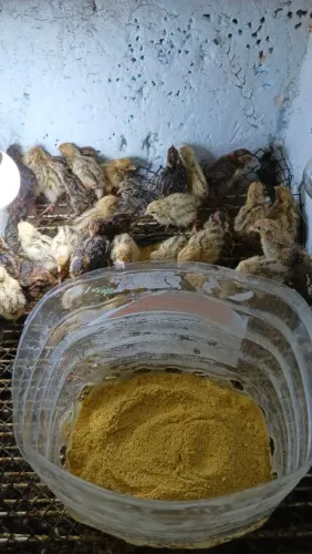 Filhotes De Codornas gigantes de várias cores