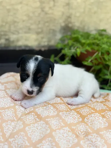Filhotes de Jack Russell com Pedigree | Pelo Liso ou Broken | Entrega em Julho/2026