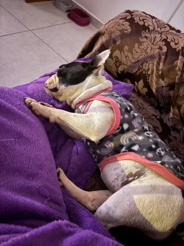 Vendo buldogue francês 
