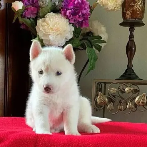 Filhotes de Husky Siberiano | Carisma que conquista rápido.