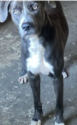 Doação de cachorro pai . Pitbull mãe srd 2anos
