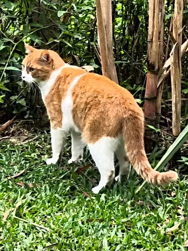 Doas se gato castrado bem caseiro