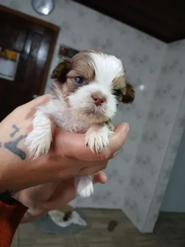 Tenho filhote de shiatsu pra venda 