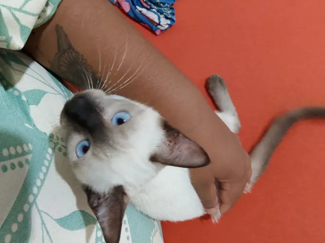 Doa-se Gata filhote de 4 meses
