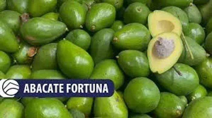 Abacateiro enxertado Variedades: abacate Fortuna e abacate quintal (vendo mudass)