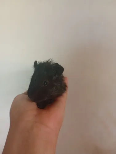 Porquinho macho