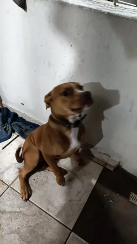 Doa-se pitbull fêmea com 7 meses