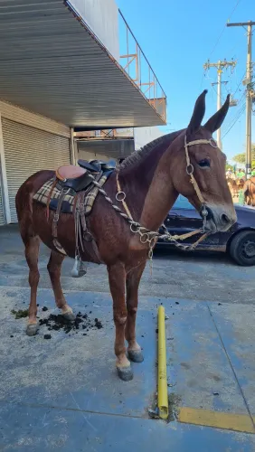Vende uma mula muito linda e boa