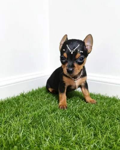 Encante-se com Esses Filhotinhos de Pinscher Super Fofos!