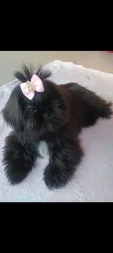 Shih tzu com pedigree procura namorado 