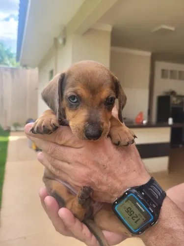 Cachorro  Dachshund  Alerquim 