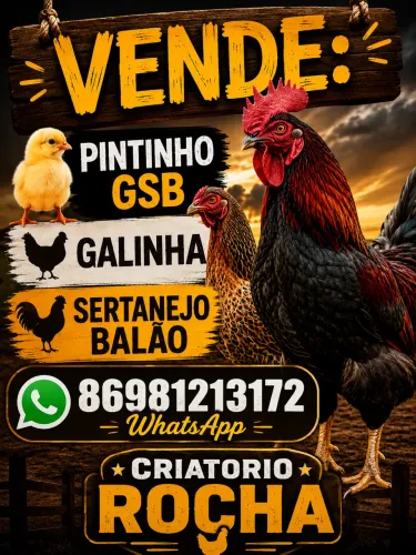 Pintinho GSB 