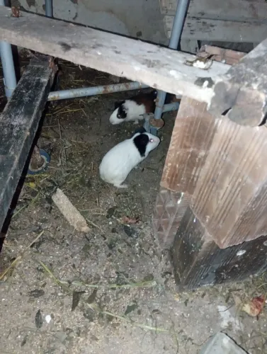 Porquinhos da índia dois casal adultos as fêmeas buchudas