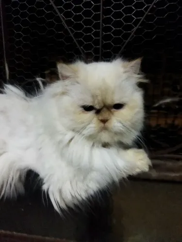 Vende se gata persa himalaio femea