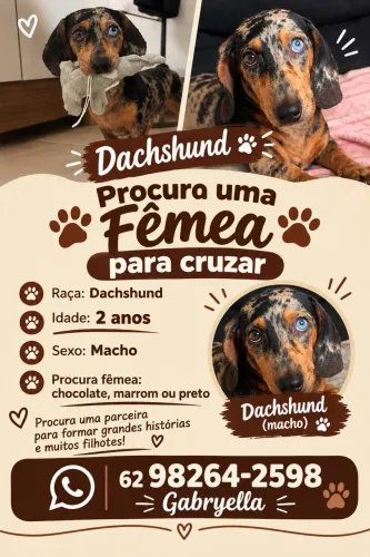 Dachshund