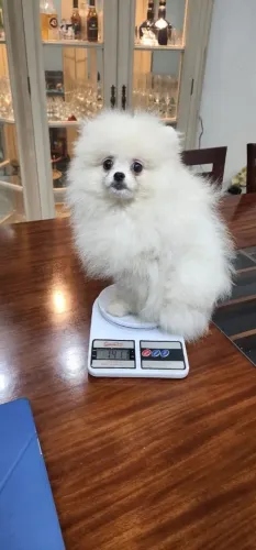 Spitz alemão anã com 3 vacinas pronta entrega