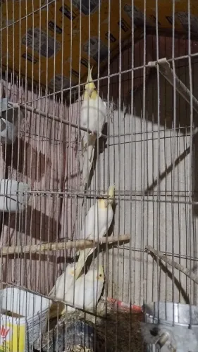 Gaiola