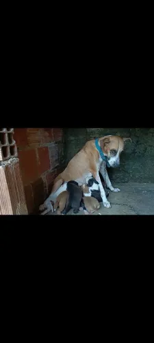 Filhotes de Pit Bull