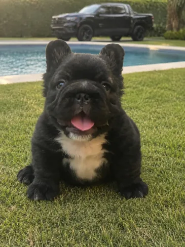 Bulldog Francês Big Rope Fluffy