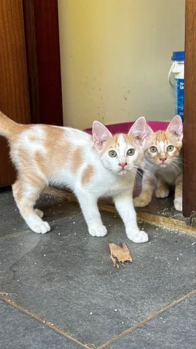 Gatinho para adoção responsável